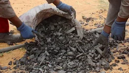 Charcoal Producer Bitten Dies in Kalkfeld Tragedy.webp