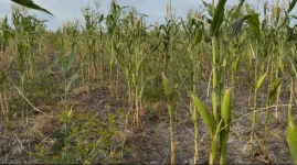 Zambezi crew sprays fields to beat locusts.webp