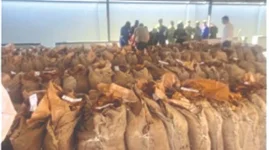 Tobacco farmers cash in big this season.webp