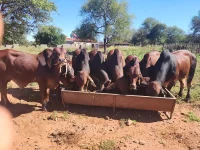 Sifela Brahmans Dominate ZITF With Champion Cattle.webp