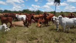 Herds Boom Overnight with Midlands Urea Feed.webp