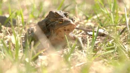 St Petersburg Toads Clash In Spring Mating Madness.webp