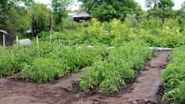 Banned Garden Plants Could Land You in Jail.webp