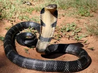 Homegrown Herbal Antivenom Could Save Snakebite Victims.webp