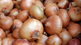 Onion Glut Sends Prices Crashing and Farmers Panic.webp