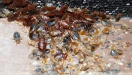 Mayor Blasts Kwekwe Bed Bug Rumors Residents Relax.webp