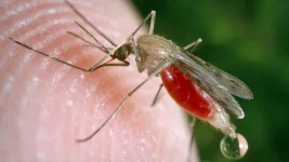 Malaria Outbreak Hits Zimbabwe as Cases Explode.webp