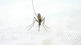Zimbabwe Faces Worst Malaria Surge Ever.webp
