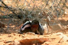 Burundian Pair Nabbed Skipping Zimbabwe Border.webp