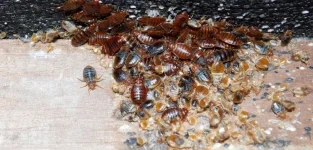 Kwekwe Under Siege by Pesky Bedbugs.webp