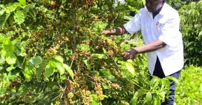 68-Year-Old Ex-Inspector Strikes Gold With Coffee Farm.webp