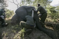 Hwange village beats raging elephants with GPS alerts.webp