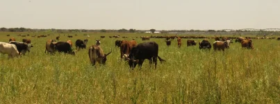 Cattle Thieves Are Toast Thanks to Stomach Chip Pitch.webp