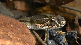 King Cobra Python Showdown Who Claims Victory.webp
