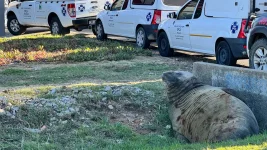 Giant Seal Invades Gordon's Bay Poses on Cop Car.webp