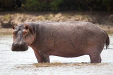 Teen Boys Barely Escape Hippo Attack On Canoe.webp