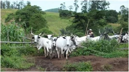 Bichi Bans Farming on Grazing Reserves to Stop Clashes.webp