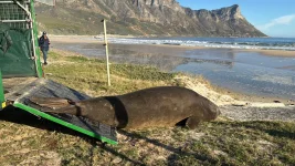 Massive Elephant Seal Takes Over Gordon's Bay.webp