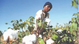 Zimbabwe Farmers Fume as Cotton Pays Just 30 Cents.webp