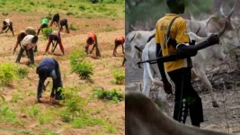 Farmers Demand Cattle Profiling to Crush Herders Crisis.webp