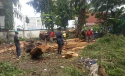 Mombasa Axes Healthy Trees, Citizens Outraged.webp
