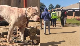 Pitbull Rampage Kills Harare Man in Bluffhill.webp