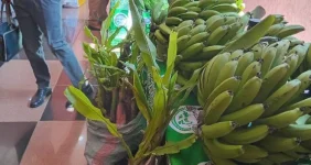 Malawi Farmers Strike Gold With Bananas.webp