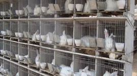 Rabbits Raking in Cash as Farmers Strike Gold.webp