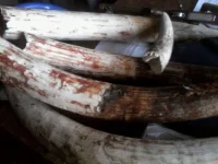 Poachers Snagged with 41 Ivory Tusks.webp