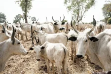 Kano Health Boss Says Sick Eid Meat Will Kill You.webp