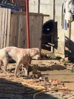 Bluffhill Dog Pack Kills Walker, Owner in Custody.webp