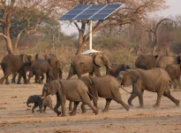 Zimbabwe to Cull 50 Elephants Locals Get Feast.webp