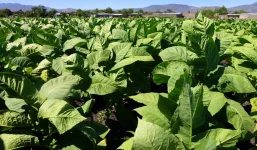 Farmers Scoop Big Bucks as Tobacco Sales Skyrocket.webp