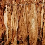 Tobacco Sales Explode As Farmers Chase 300Mkg Haul.webp