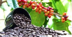 Uganda Coffee Bonanza Rakes In Billions.webp