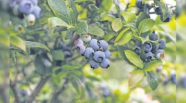 Blueberry Pecan Exports Soar Past 66 Million.webp