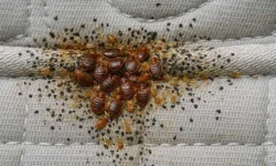 Bulawayo Ward Nine Faces Full Blown Bed Bug Crisis.webp