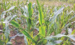 Armyworms Face Doom With New Treated Maize Seed.webp