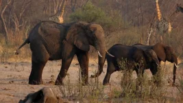 Zimbabwe Axes 50 Elephants as Herd Explodes.webp