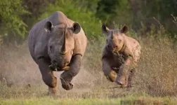 Ranger Meets Rhino Fury in Deadly Encounter.webp