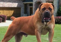 When Dogs Attack Zimbabwe Lawmakers Scramble.webp