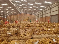 Marondera Tobacco Bonanza Nets Farmers 76M USD Payday.webp