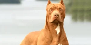 Zimbabwe MPs Demand Pitbull Ban After Fatal Mauling.webp