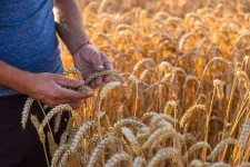 Cash Cows Sprout From Zim Wheat Boom.webp