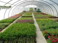 Veg Gold Rush Set to Fill Small Farmers Pockets.webp