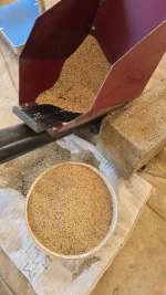 Mwenezi Sesame Gold Rush Makes Farmers Rich.webp