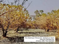 Gambia Cashew Farm Fire Wipes Out 1000 Trees.webp