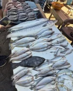 Dalasi Crash Sends Fish Prices Through The Roof.webp