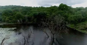 Zimbabwe's Blockchain Carbon Cash Craze.webp