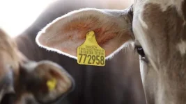 Omaruru Ranchers Push Tough Laws to Halt Stock Thieves.webp